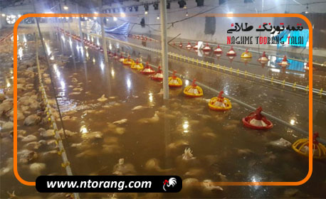 لزوم تدبیر اندیشی واحدهای مرغداری در زمان بارندگی‌های شدید و سیل